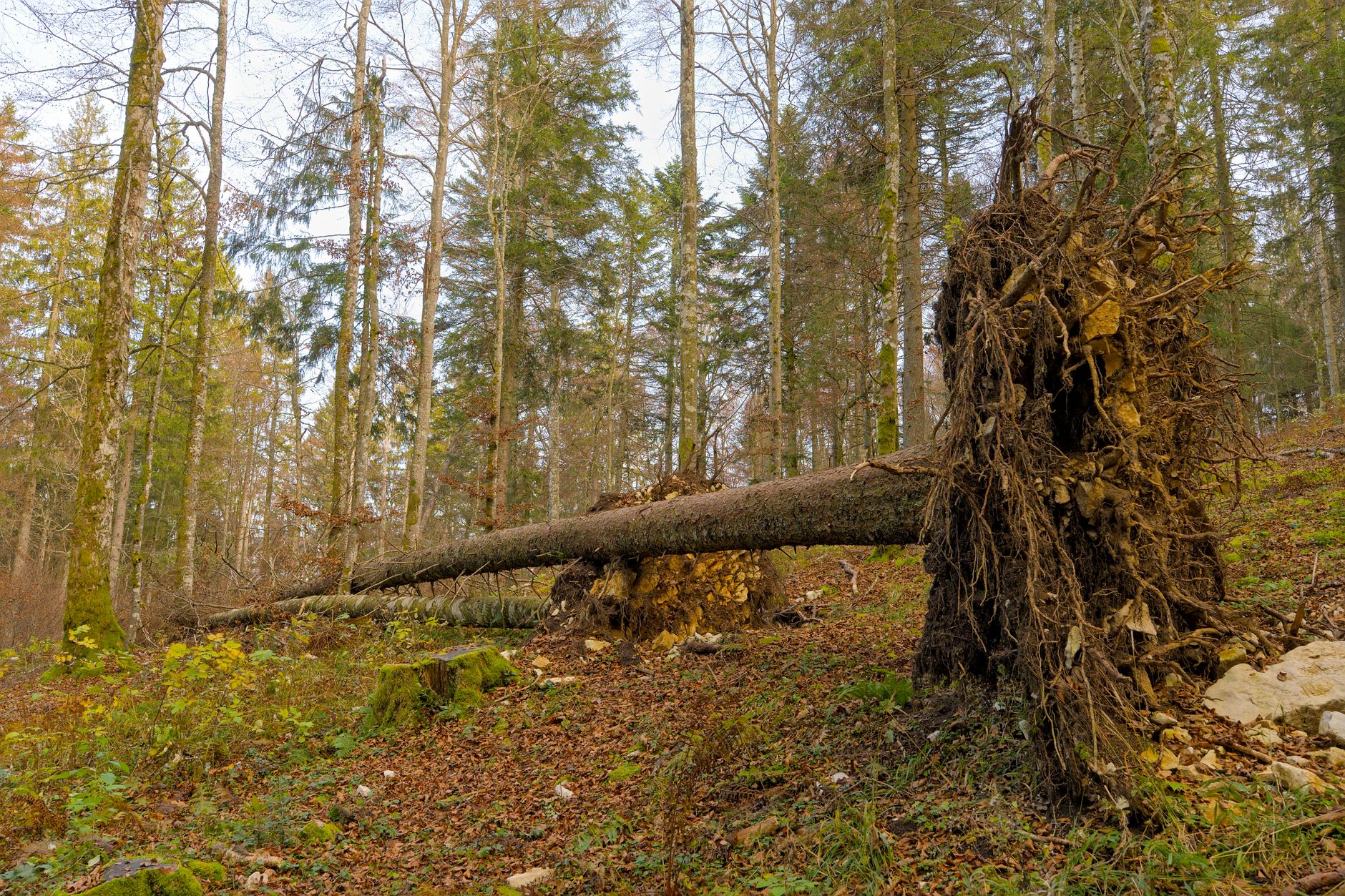 Enlèvement Arbre Urgence à Meudon